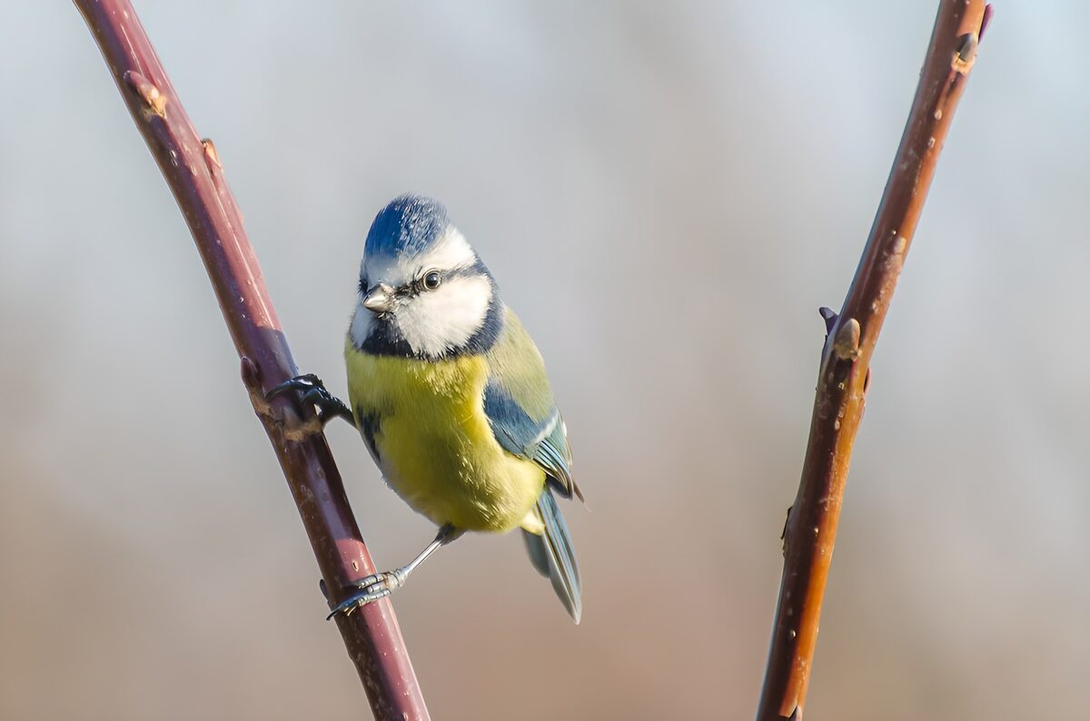 Blaumeise auf einem Zweig im Sonnenlicht