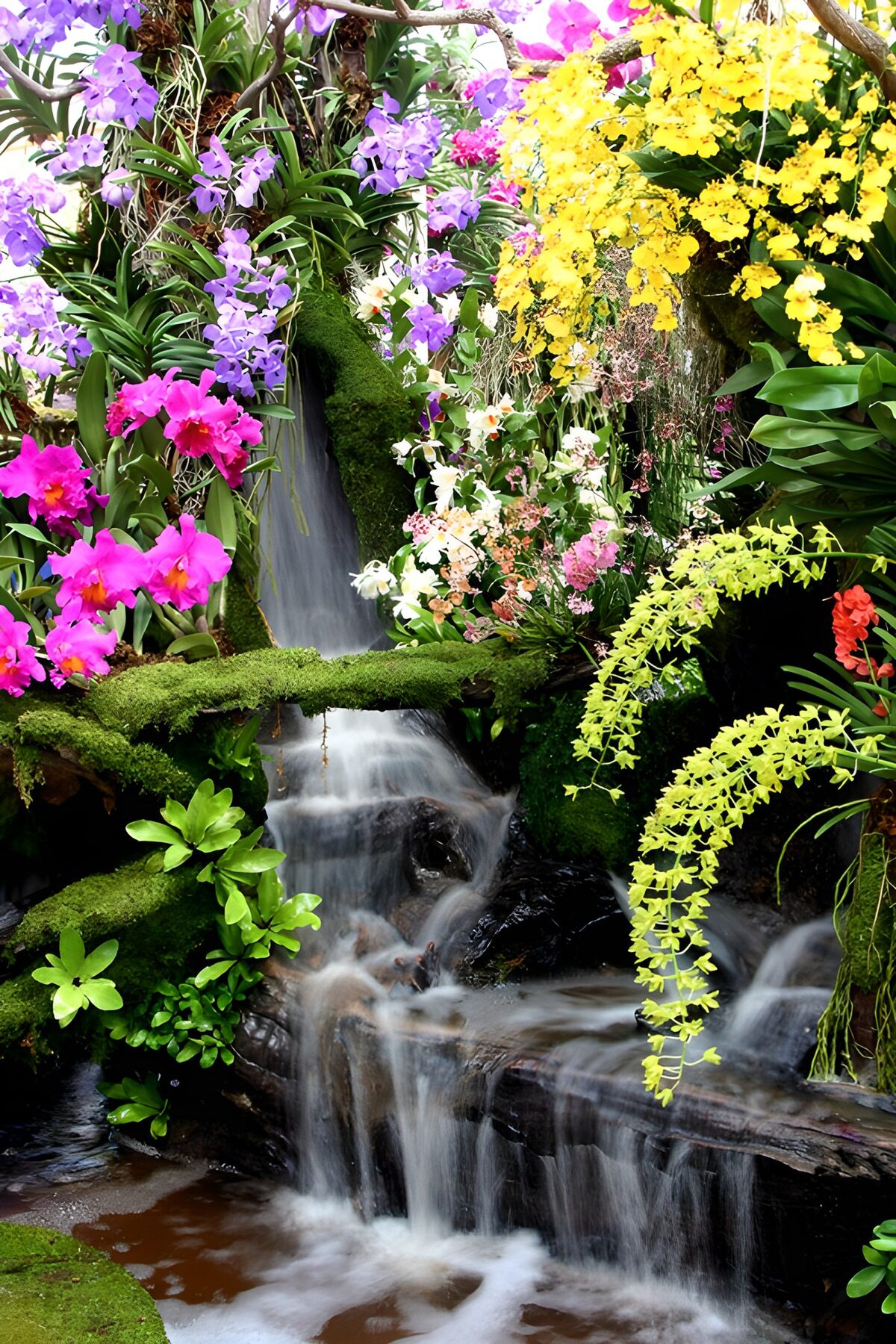 Bunte Orchideen am kleinen Wasserfall