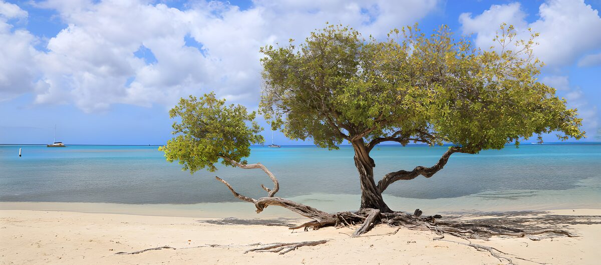Strandbaum am türkisblauen Meer