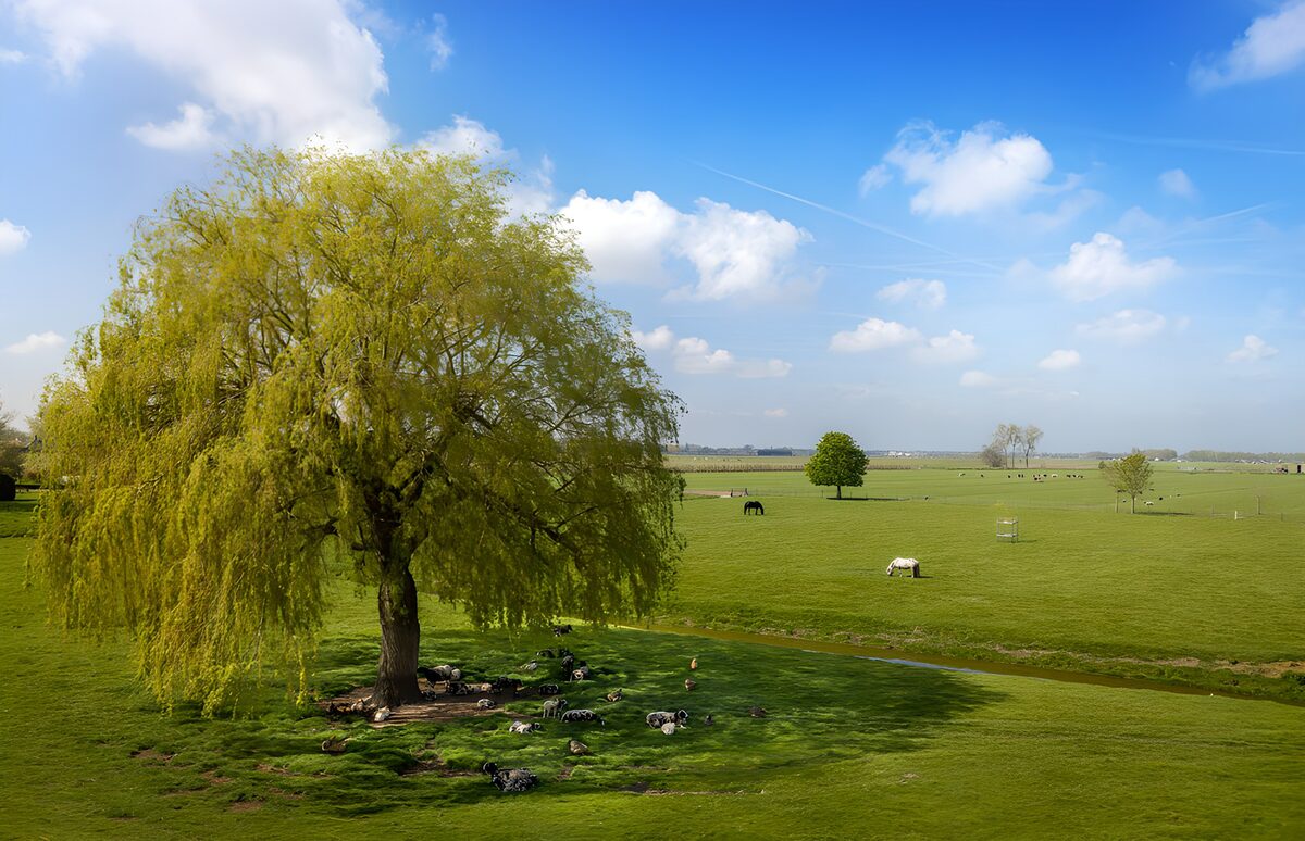 Trauerweide und Pferde auf grüner Weide