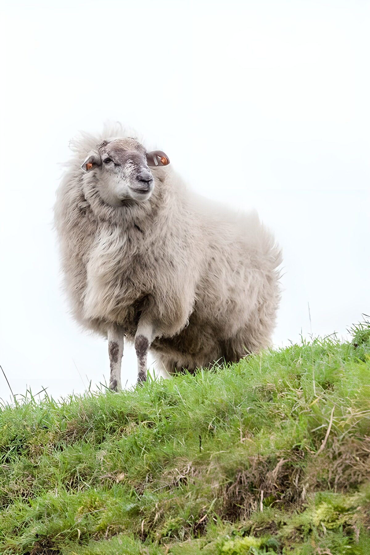 Zotteliges Schaf am grünen Hang