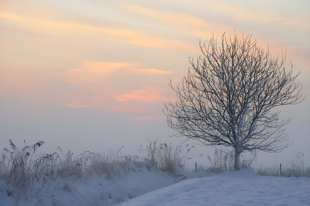 Winterbaum unter einem Himmel aus Pastell