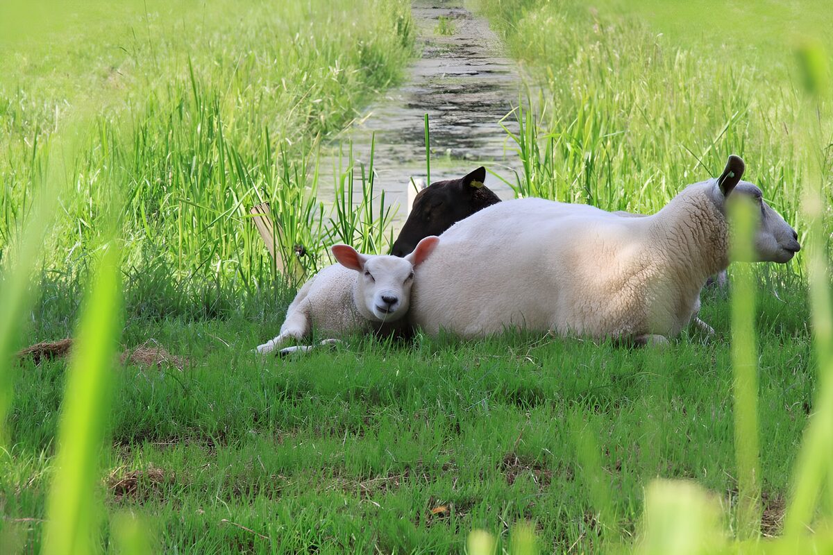 Schaf und Lamm ruhen im grünen Gras