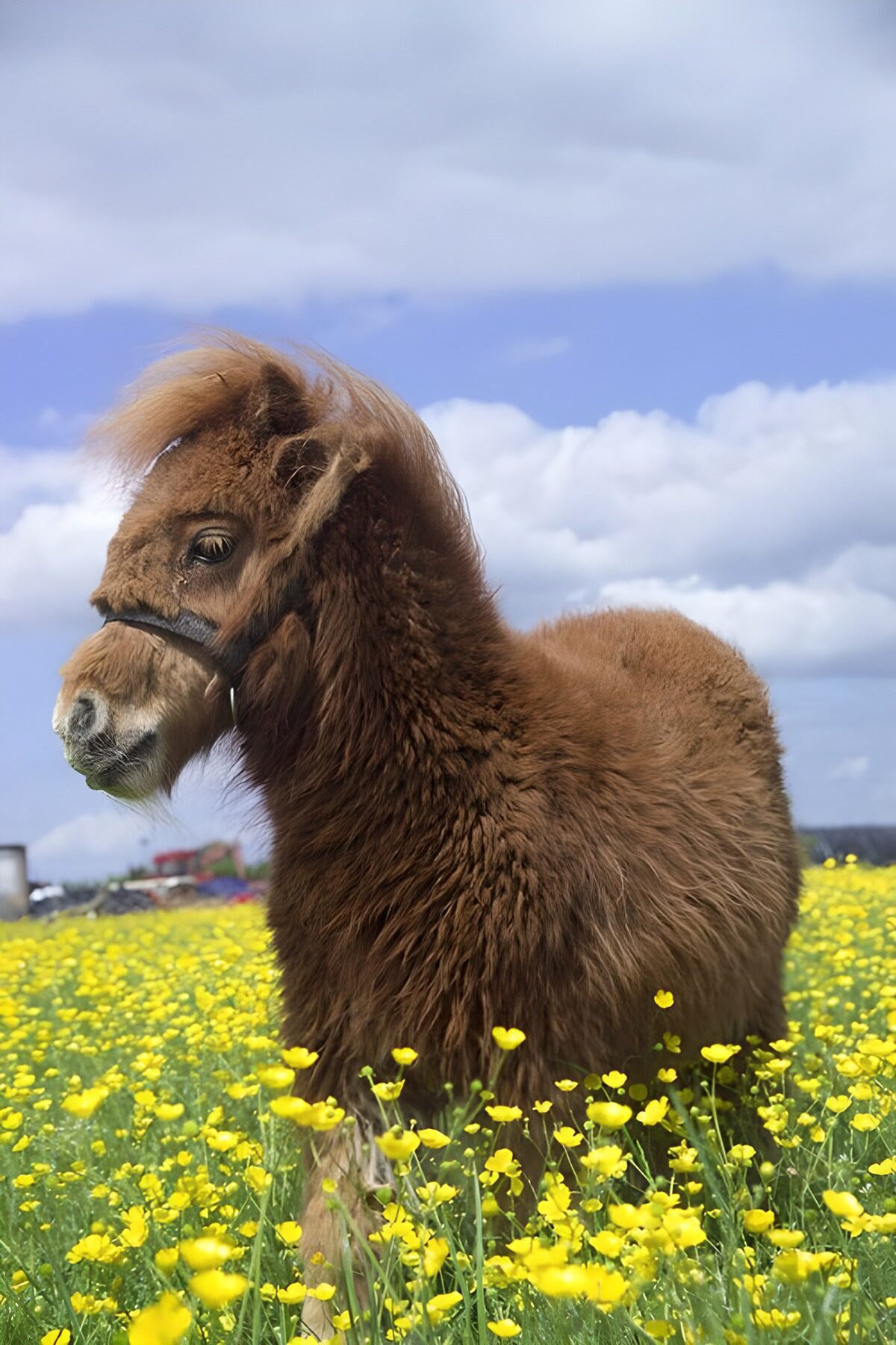 Braunes Pony im gelben Blütenmeer