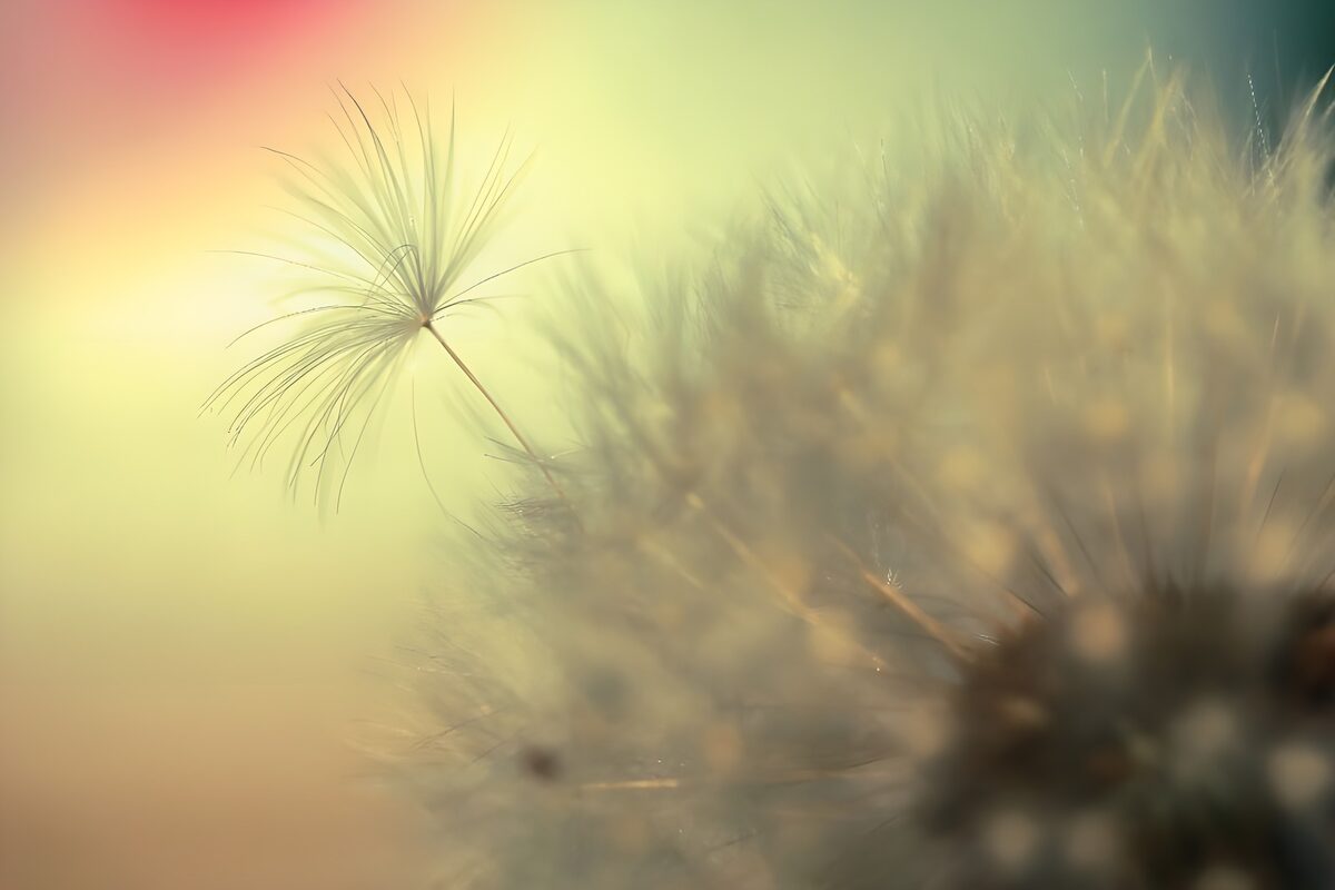 Pusteblume in weichem Pastelllicht