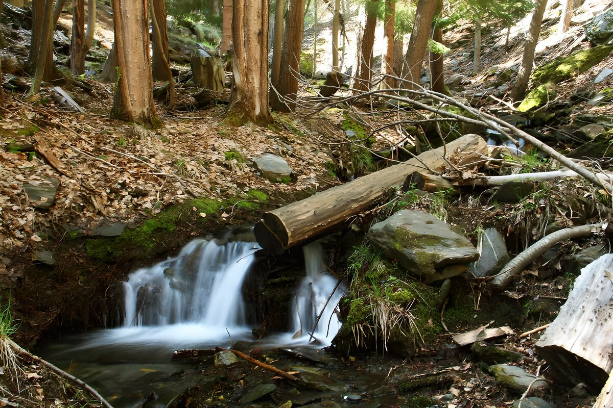 Waldbach unter einem umgestürzten Baum
