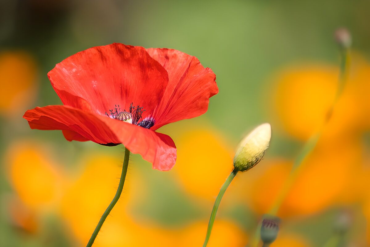 Roter Mohn mit Knospe im Sonnenlicht