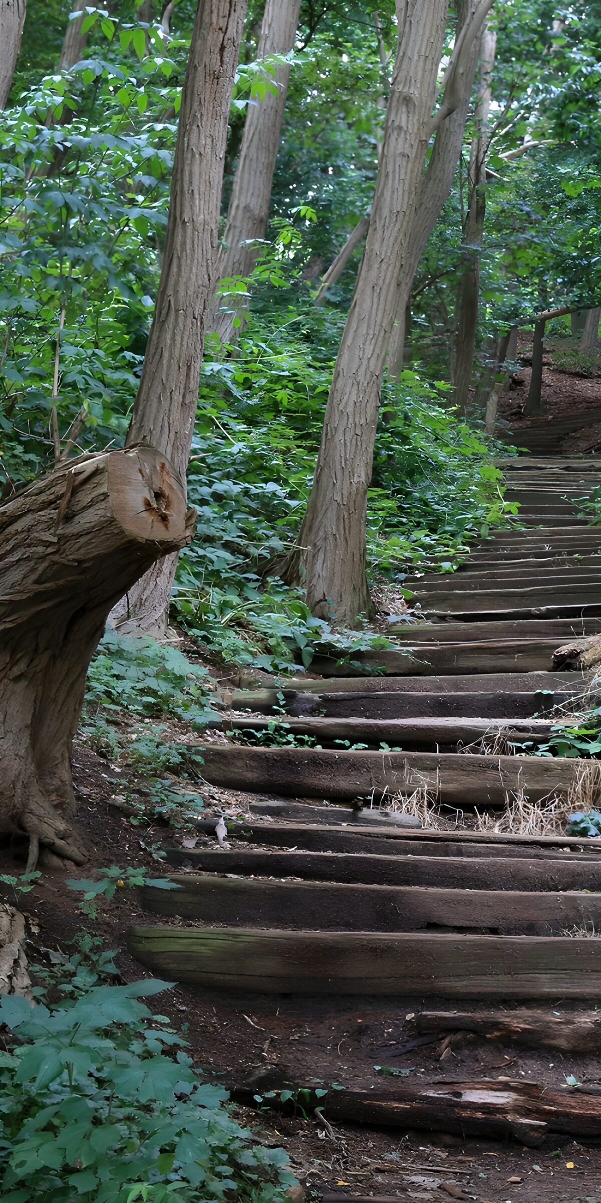Holztreppe am grünen Waldhang