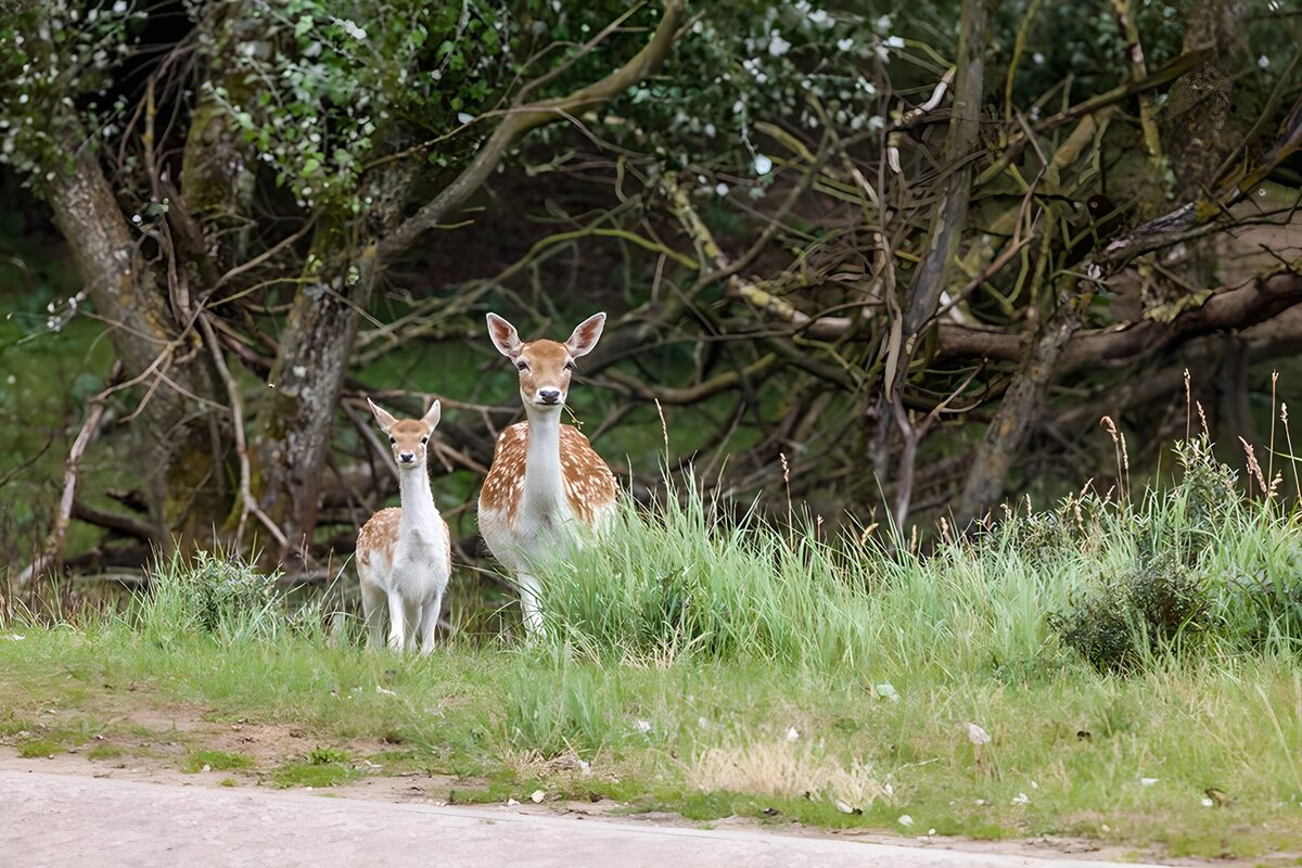 Damwild mit Jungtier im hohen Gras