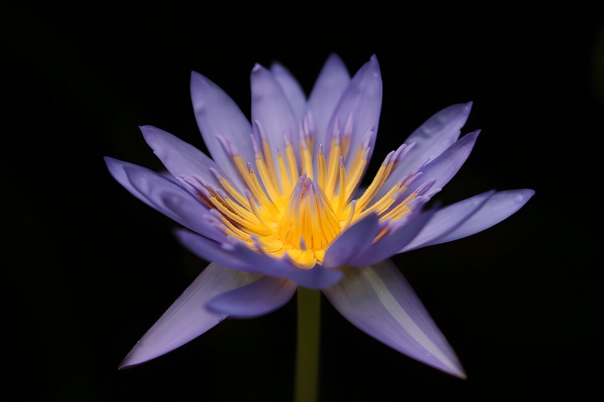 Violette Seerose vor tiefem Schwarz
