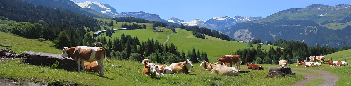 Kühe auf der Alm vor schneebedeckten Gipfeln