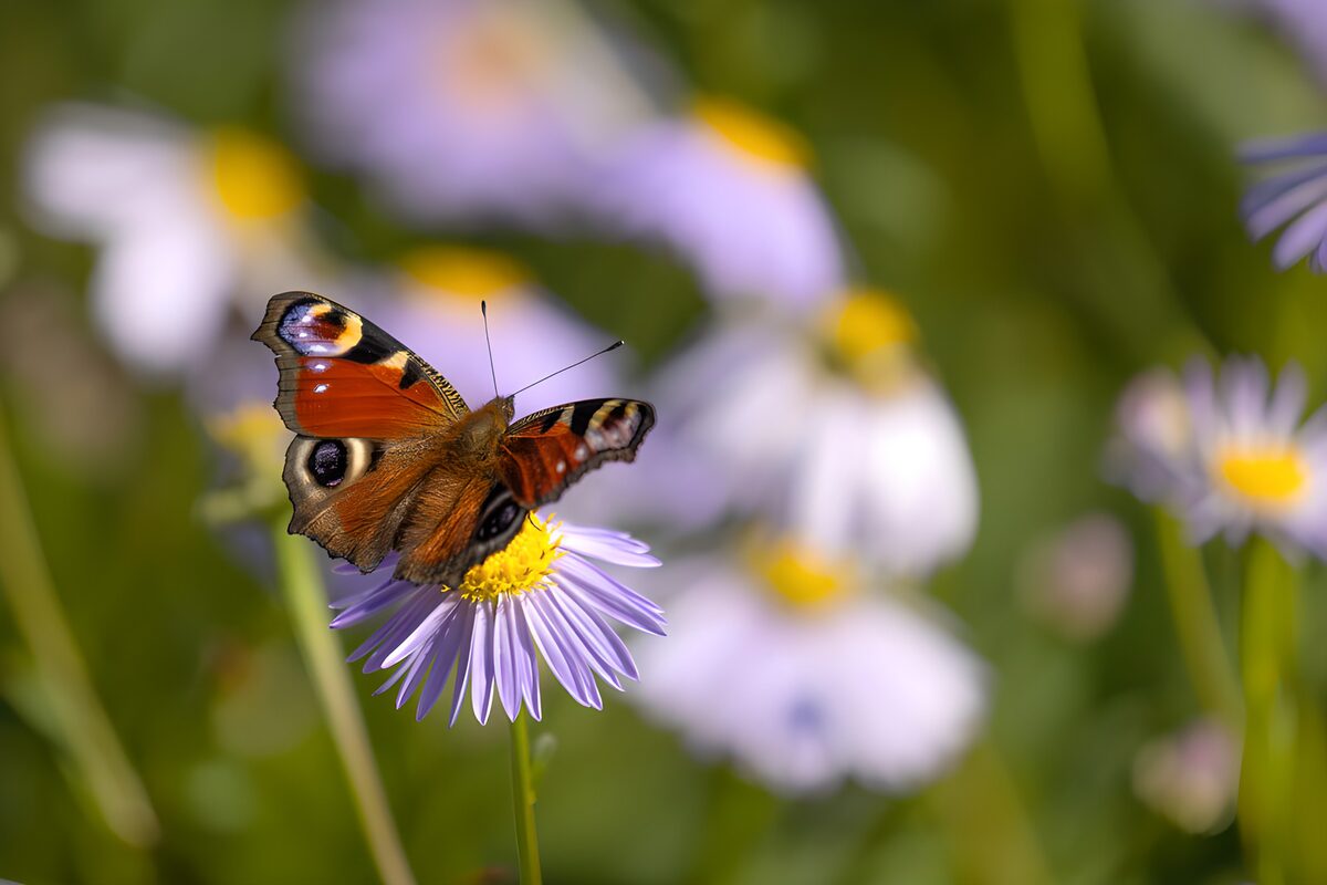 Tagpfauenauge auf sonniger lila Aster