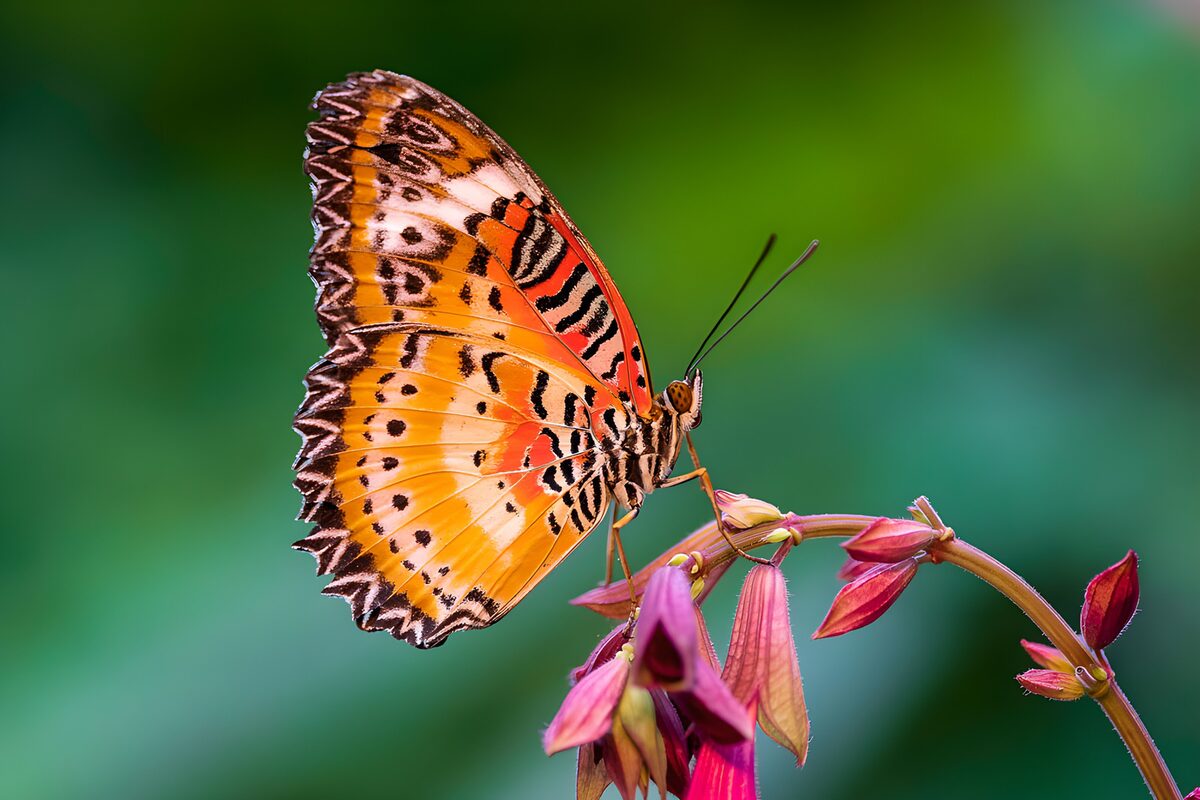 Schmetterling an zartrosa Blüten