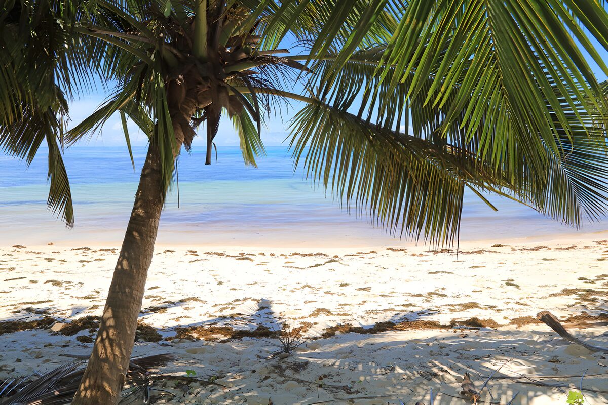 Palme am Strand vor ruhigem Meer