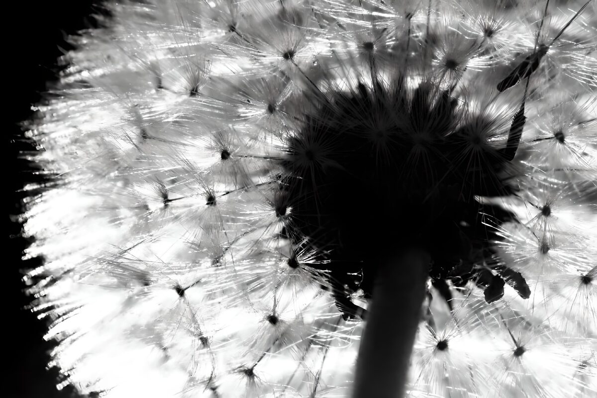 Pusteblume im Gegenlicht, ganz in Schwarz-Weiß