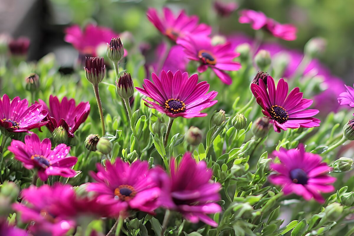 Pinke Kapmargeriten im Sonnenlicht