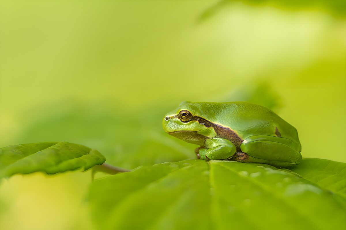 Grüner Frosch auf glänzendem Blatt