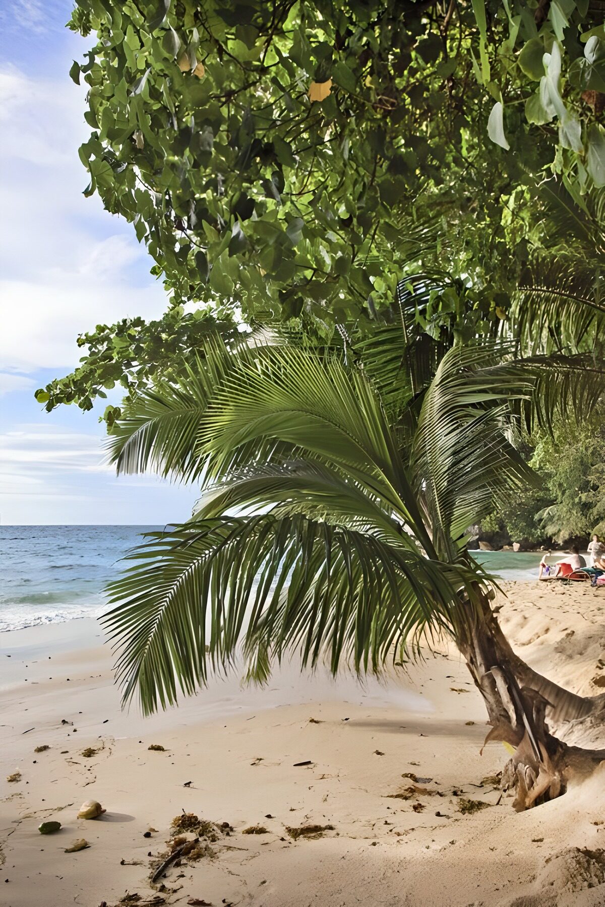 Tropenstrand im Schatten einer Palme