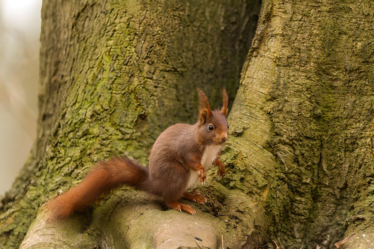 Rotes Eichhörnchen am moosigen Stamm