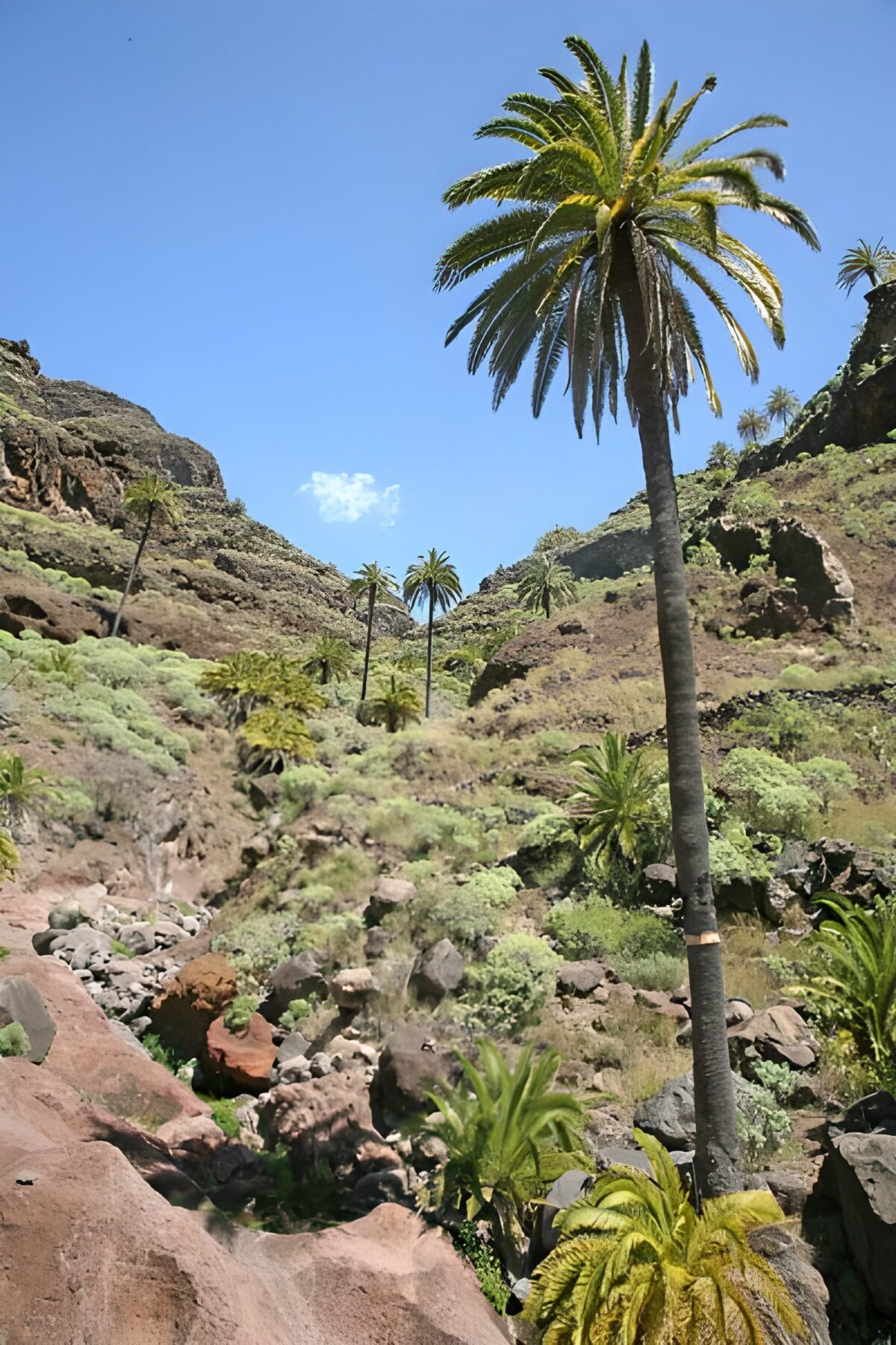 Sonnige Felsschlucht mit Palmen
