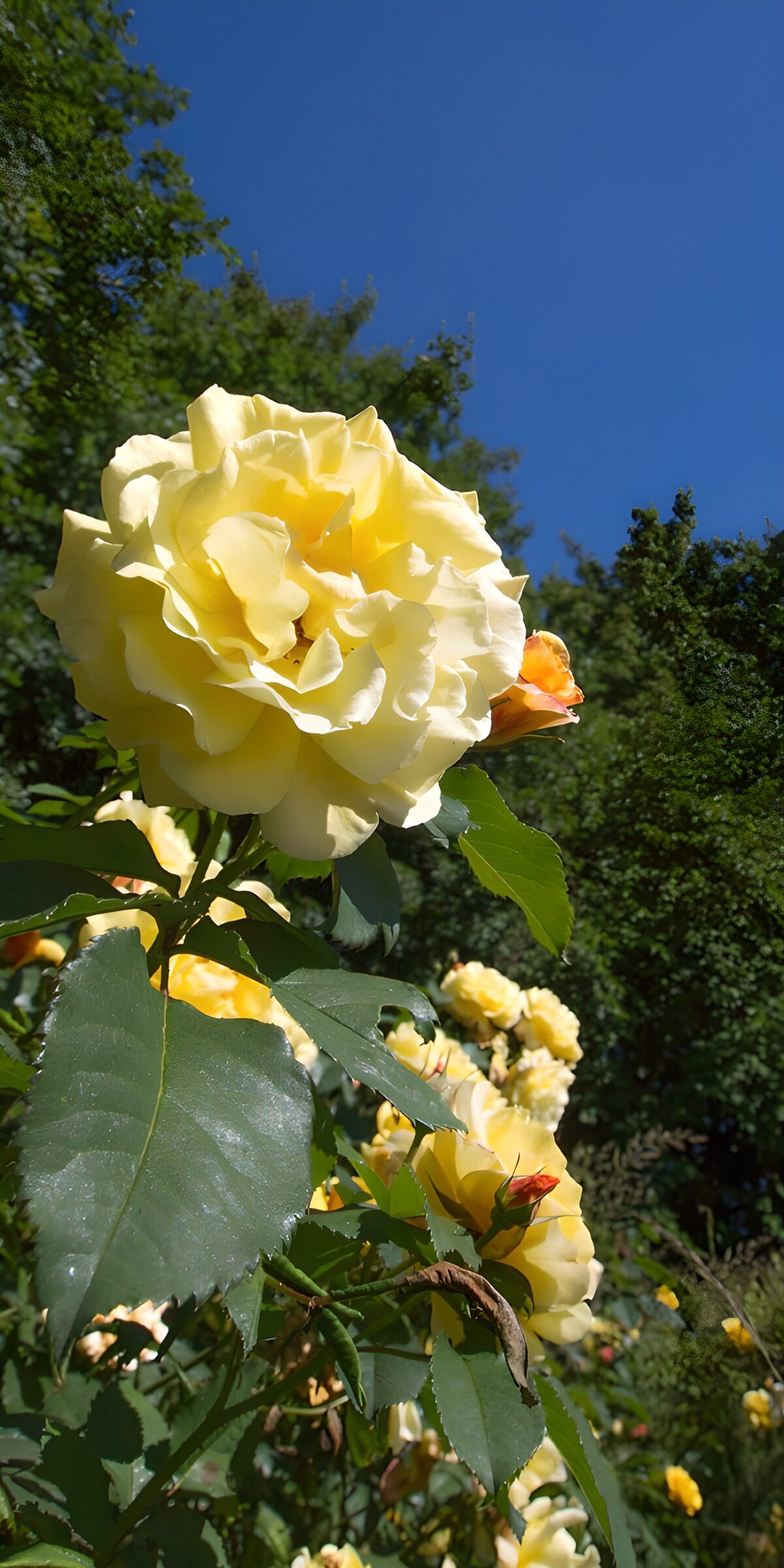 Gelbe Rose vor blauem Himmel