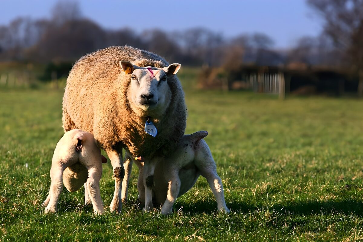 Schaf säugt zwei Lämmer im Sonnenlicht