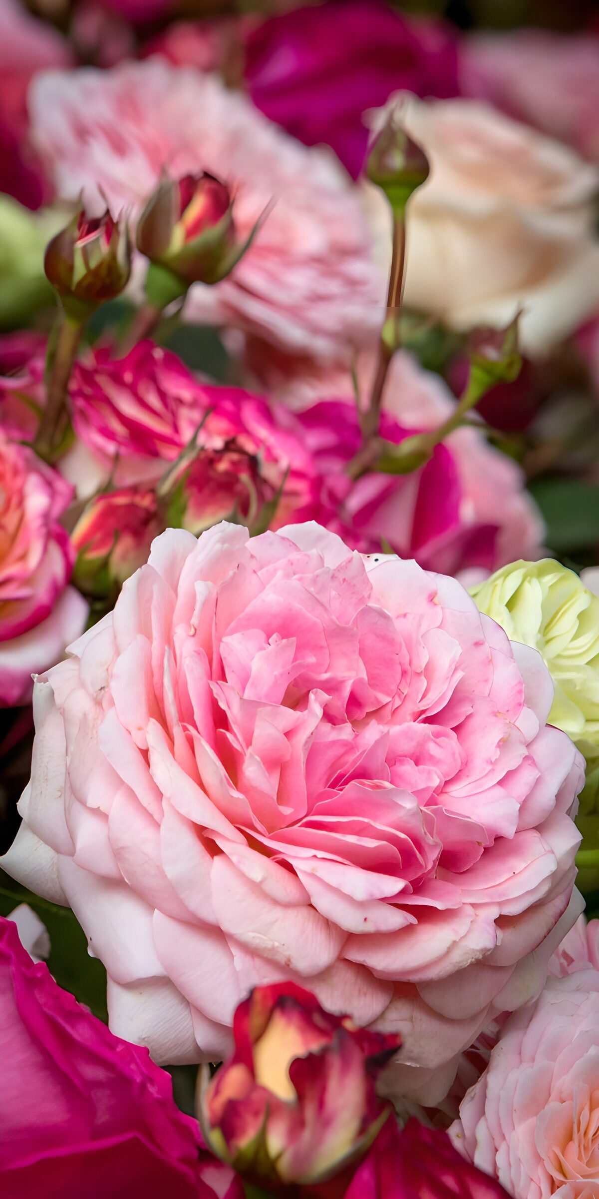 Rosa Rose zwischen Blüten und Knospen