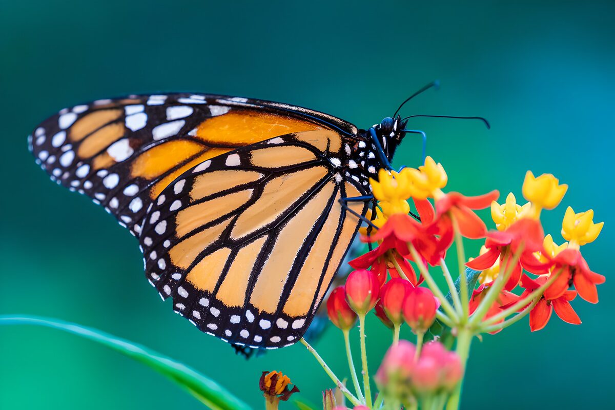Monarchfalter auf rot-gelben Blüten