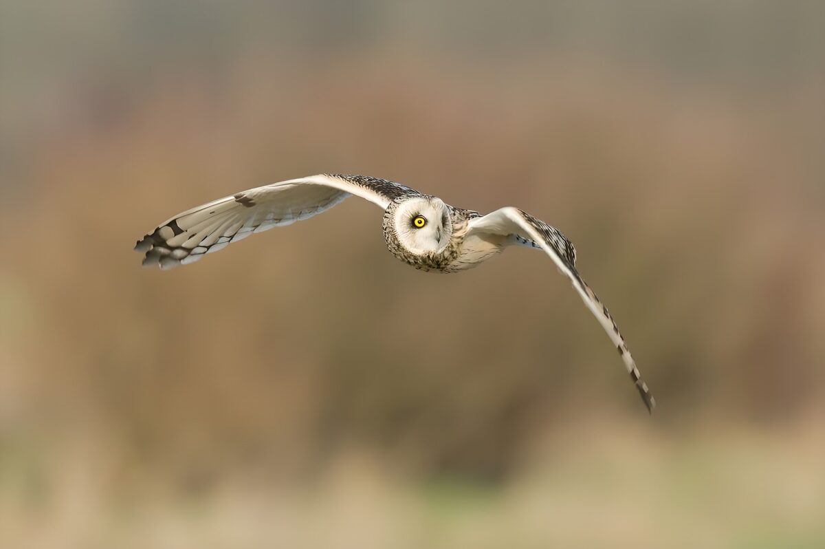 Eule im Flug mit weit gespannten Flügeln