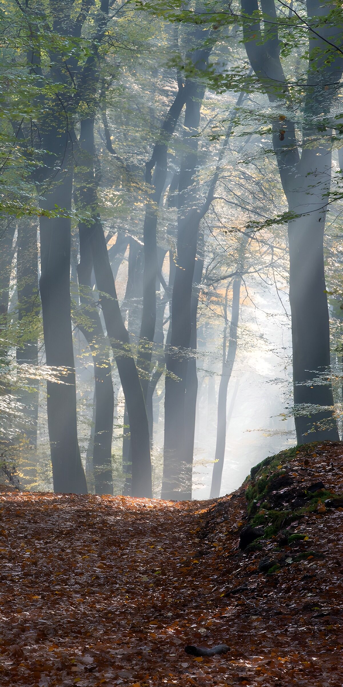 Herbstwald mit Lichtstrahlen und Nebel