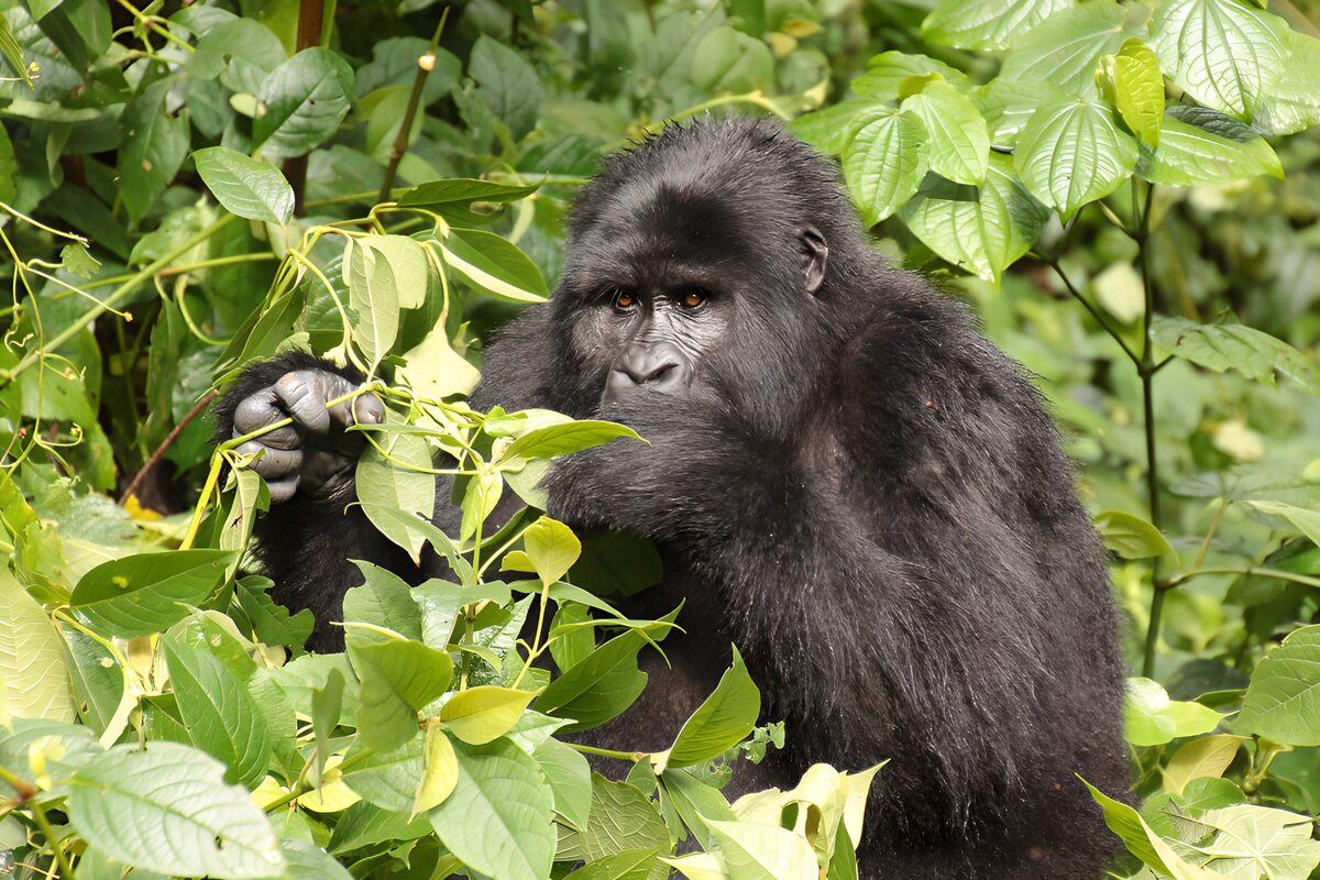 Gorilla im dichten Blattgrün