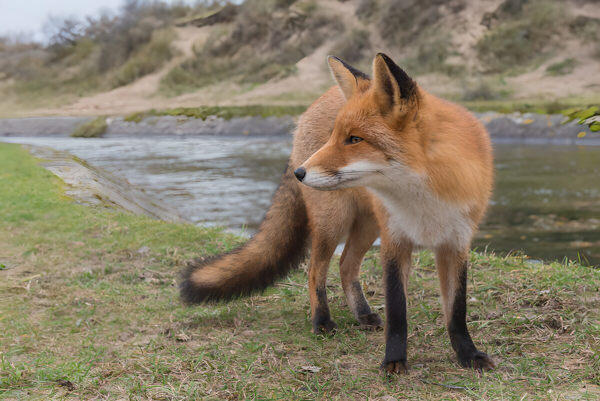 Rotfuchs am stillen Ufer