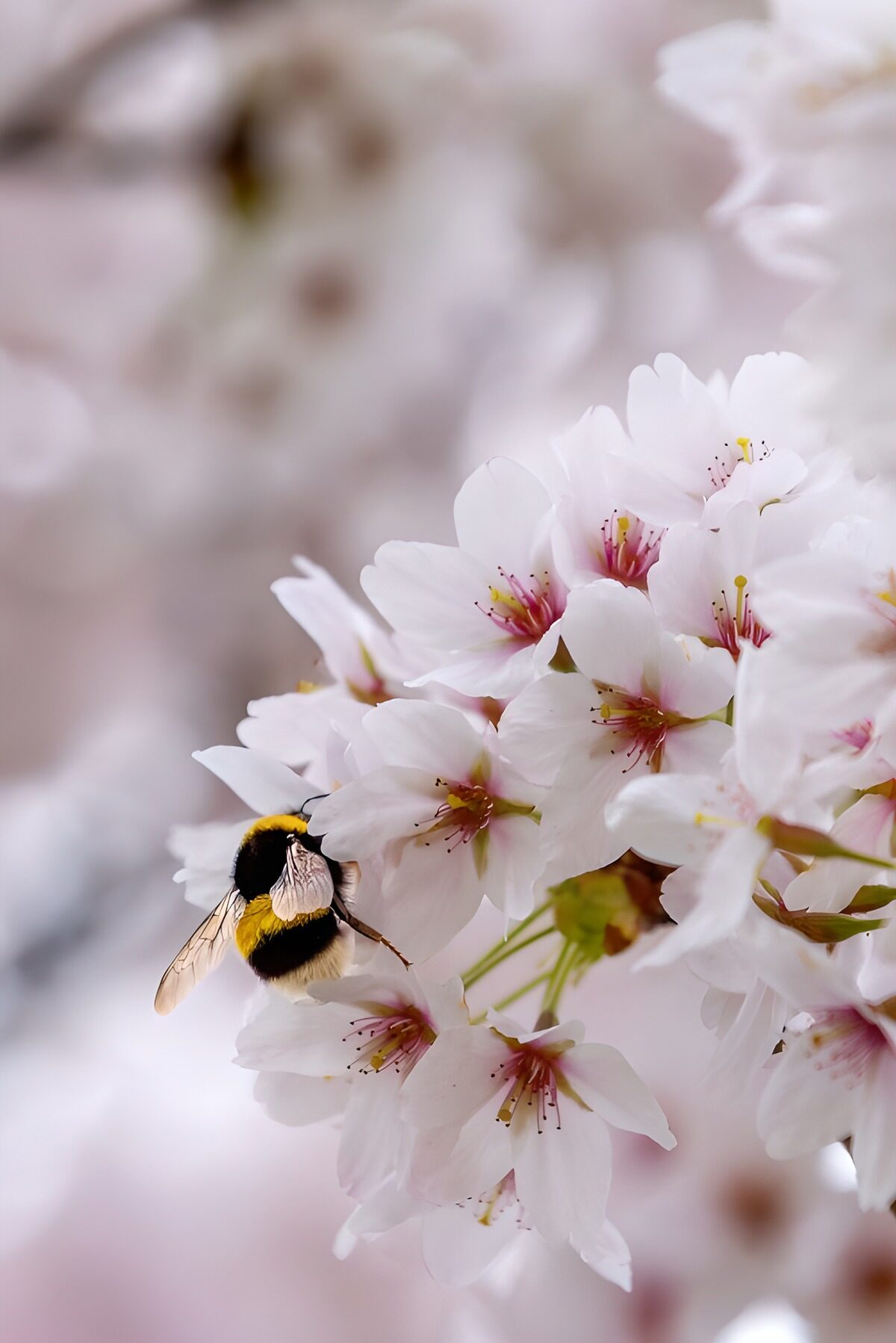 Hummel an Kirschblüten im sanften Licht