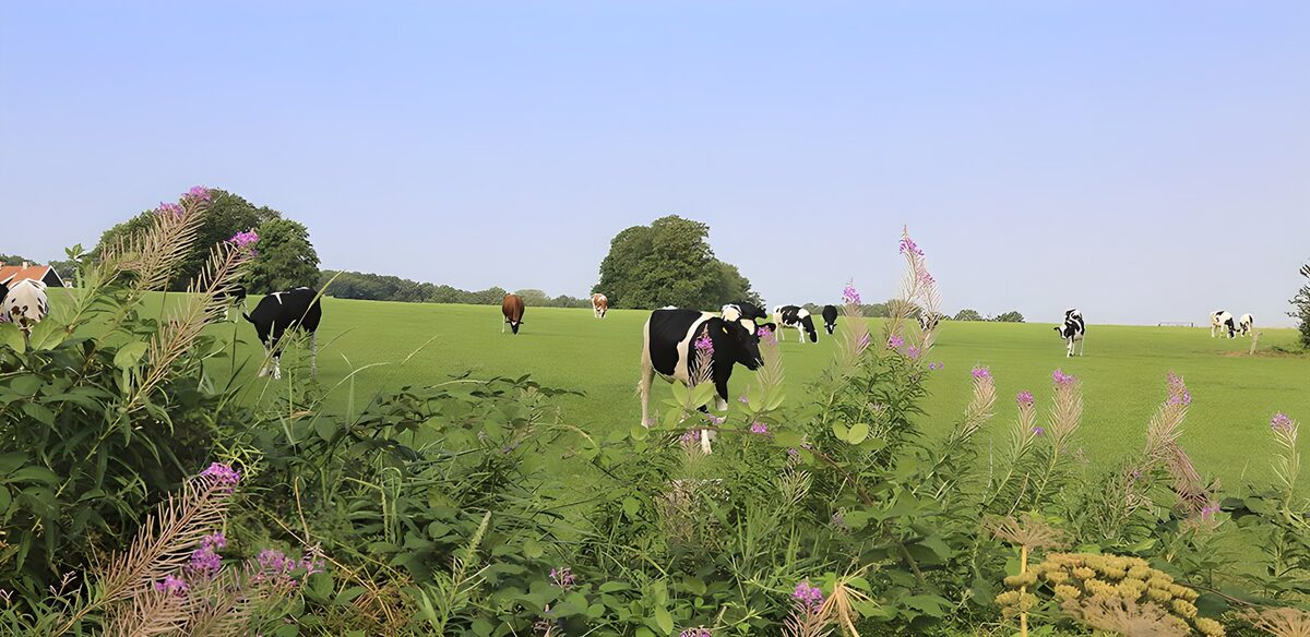Kühe auf grüner Weide mit Wildblumen