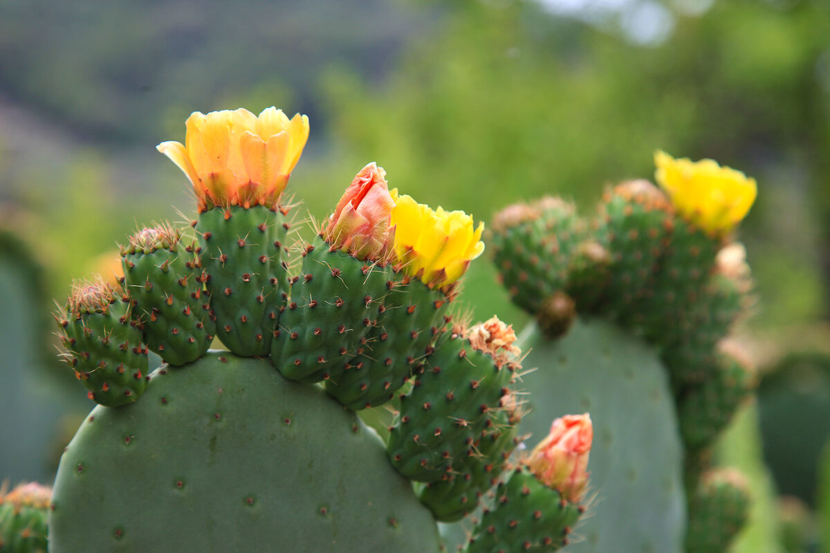 Feigenkaktus mit gelben Blüten