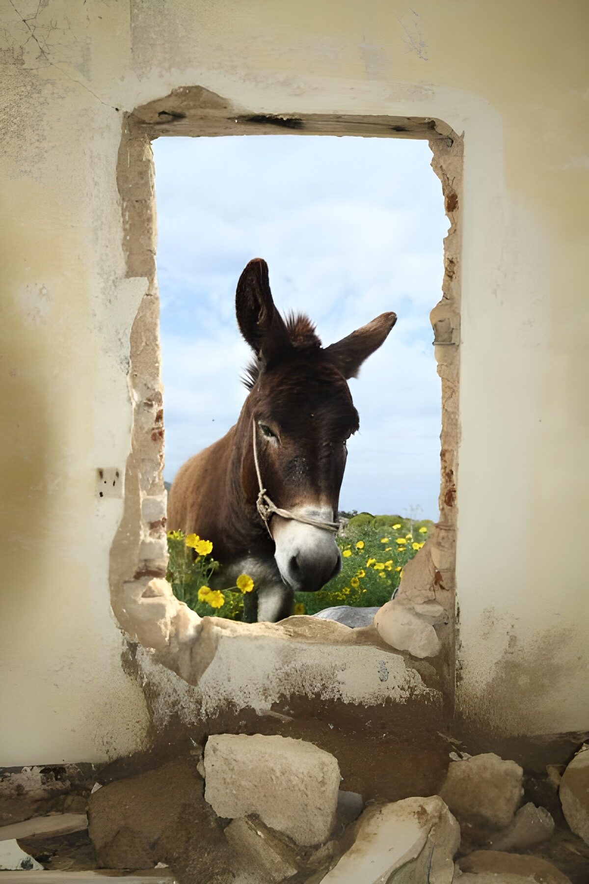 Neugieriger Esel im alten Mauerfenster