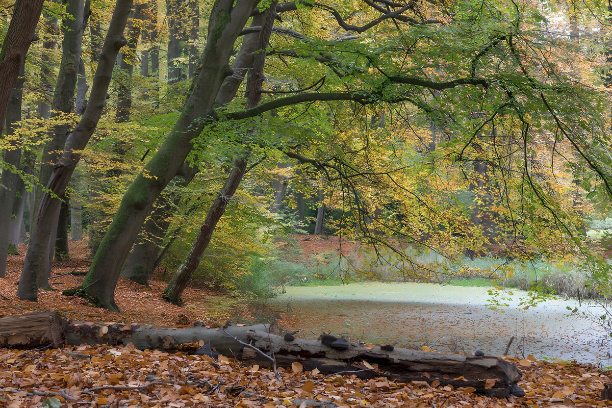 Herbstwald mit stillem Teich