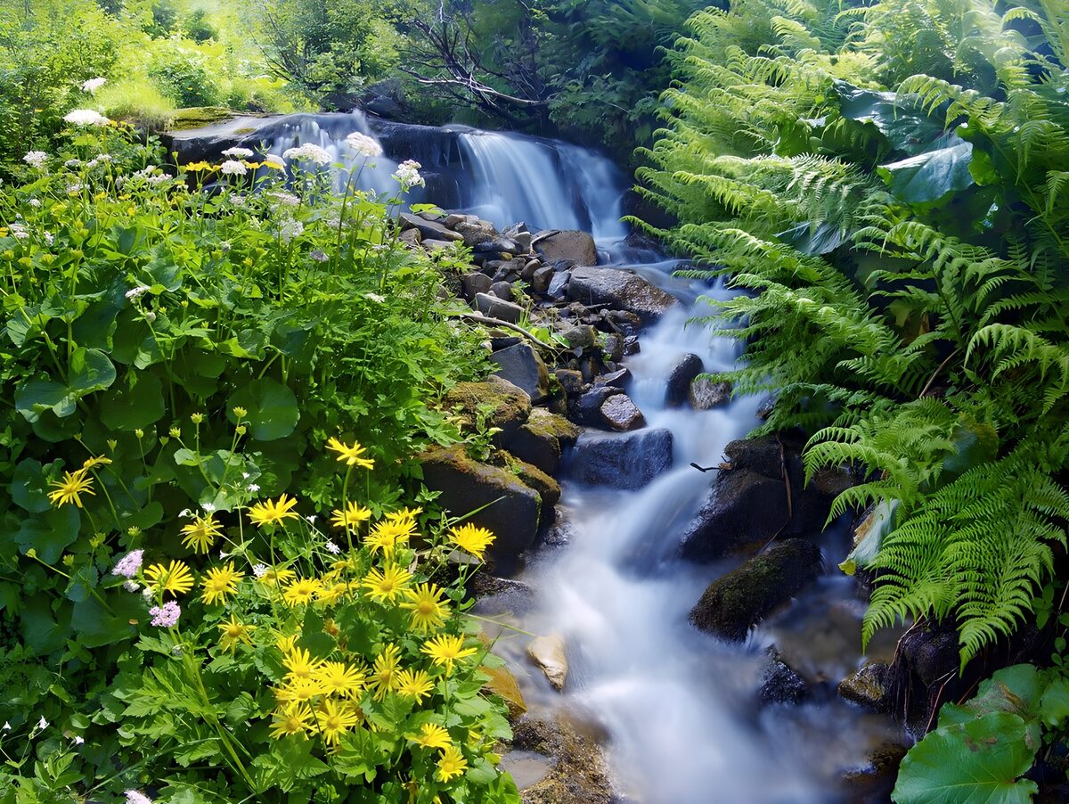 Kleiner Wasserfall zwischen Farnen