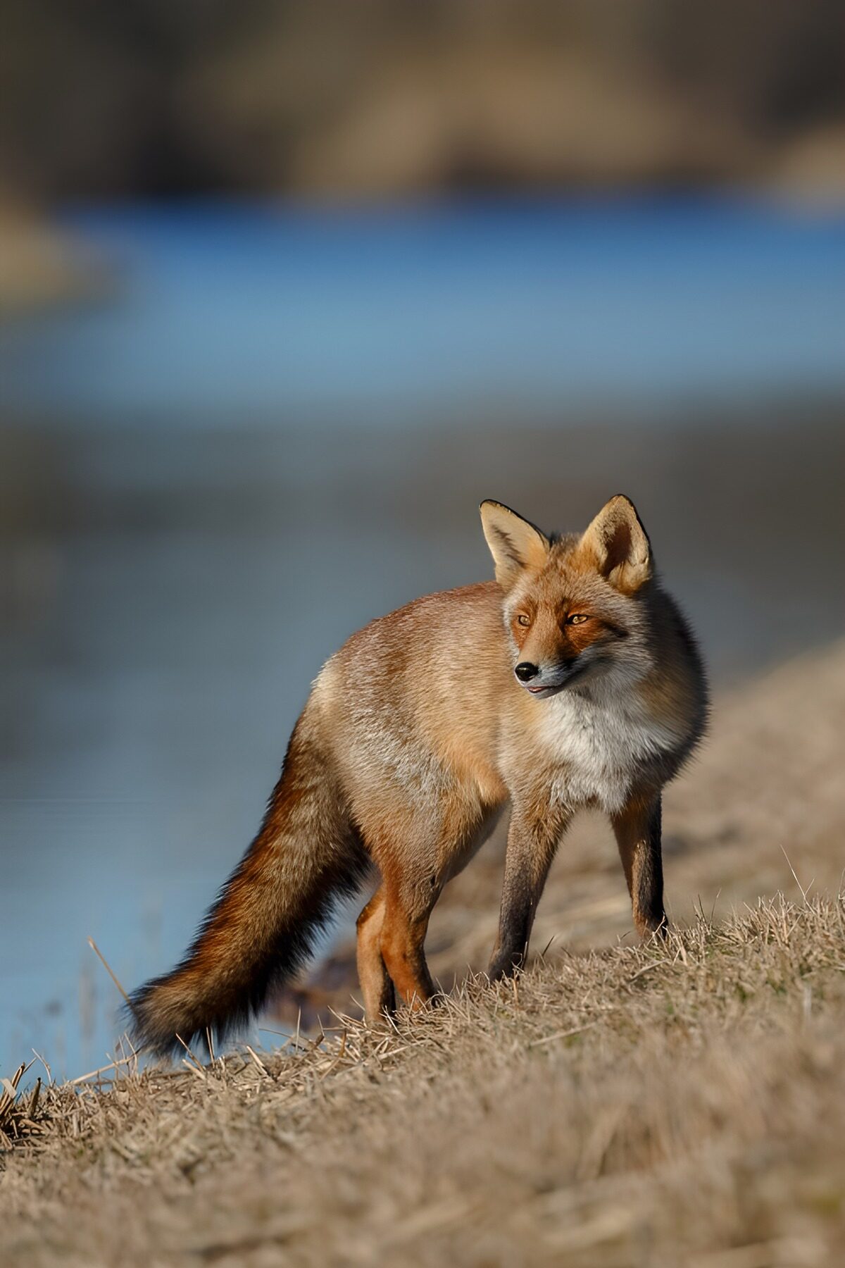 Rotfuchs am Ufer im Sonnenlicht