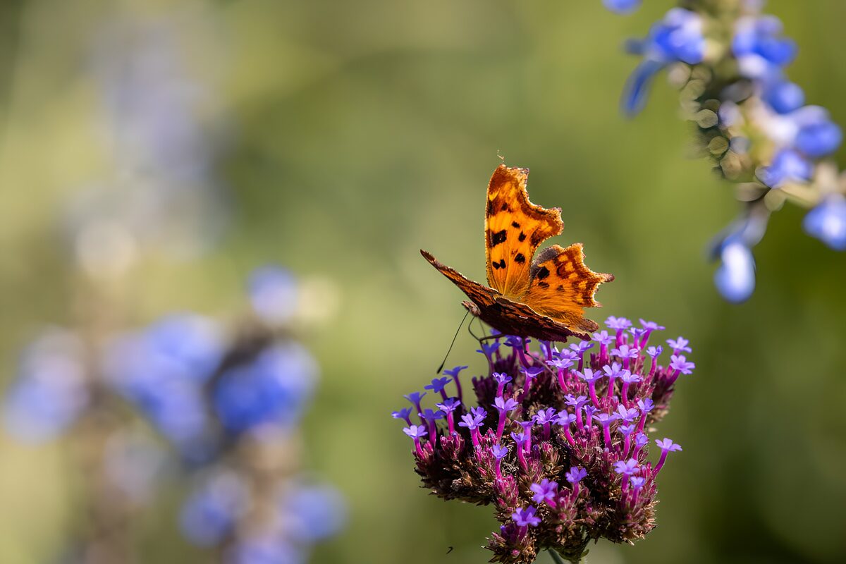 C-Falter auf lila Blüten im Sonnenlicht