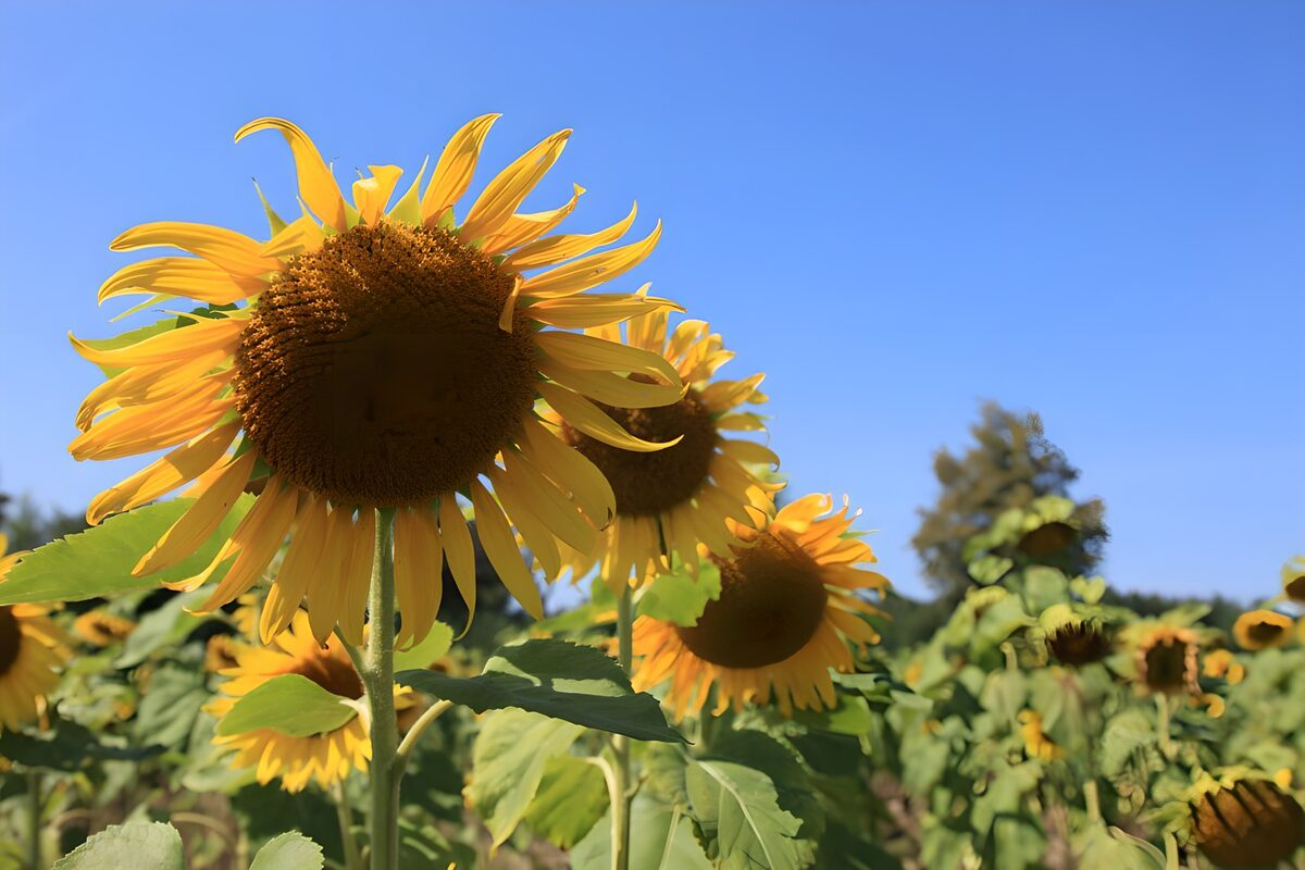 Sonnenblumen zwischen Gold und Himmel