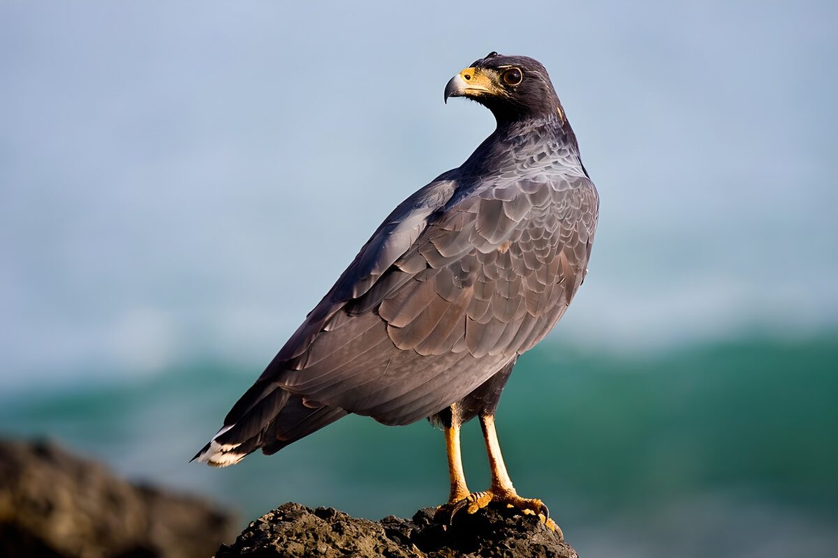 Wachsamer Greifvogel auf Küstenfelsen
