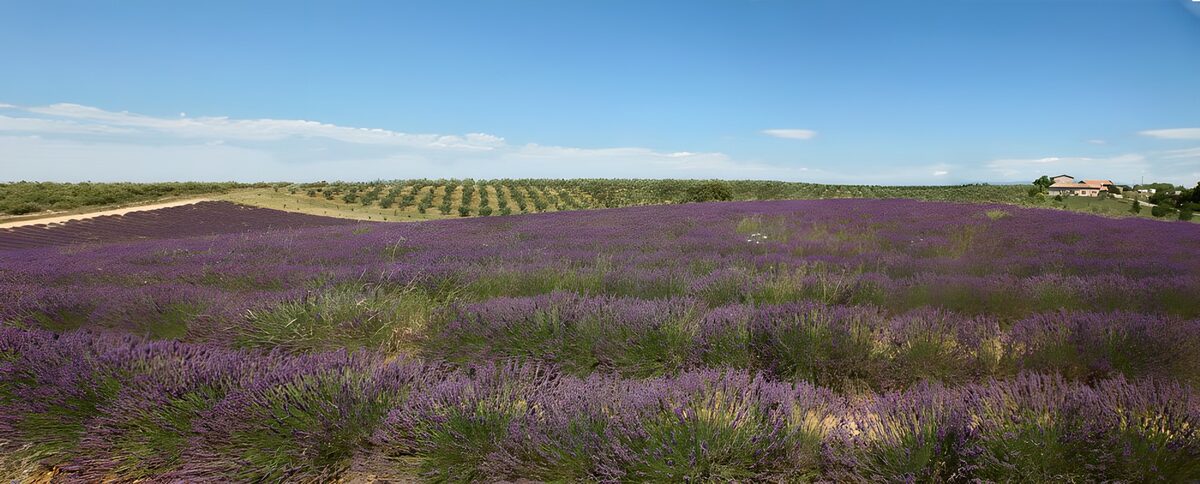 Lavendelwellen bis zum Horizont