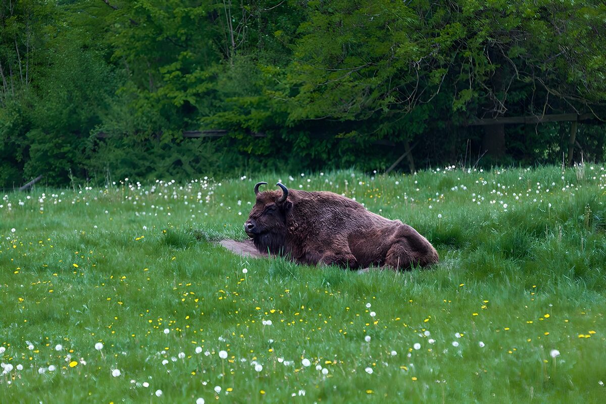 Wisent auf blühender Wiese