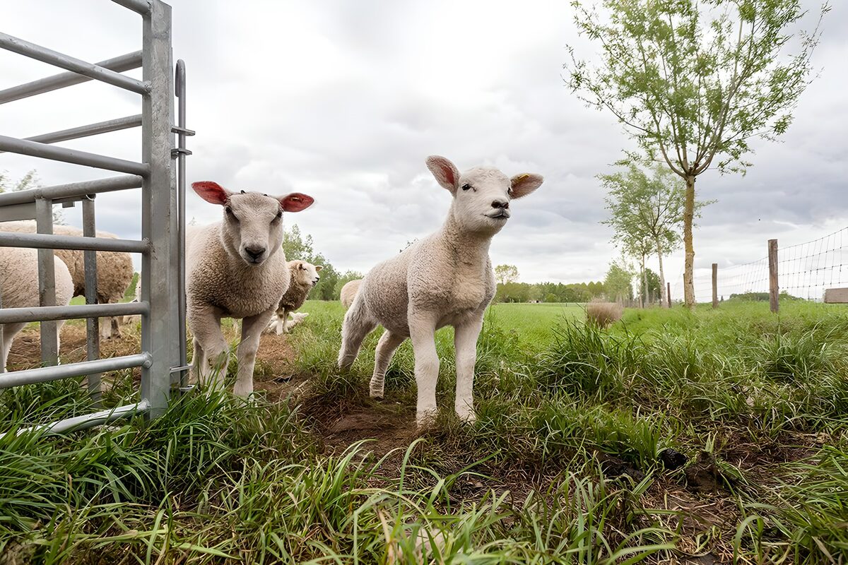 Lamm und Schafe am offenen Weidetor