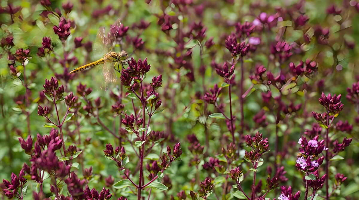 Gelbe Libelle auf Blüten im Sonnenlicht