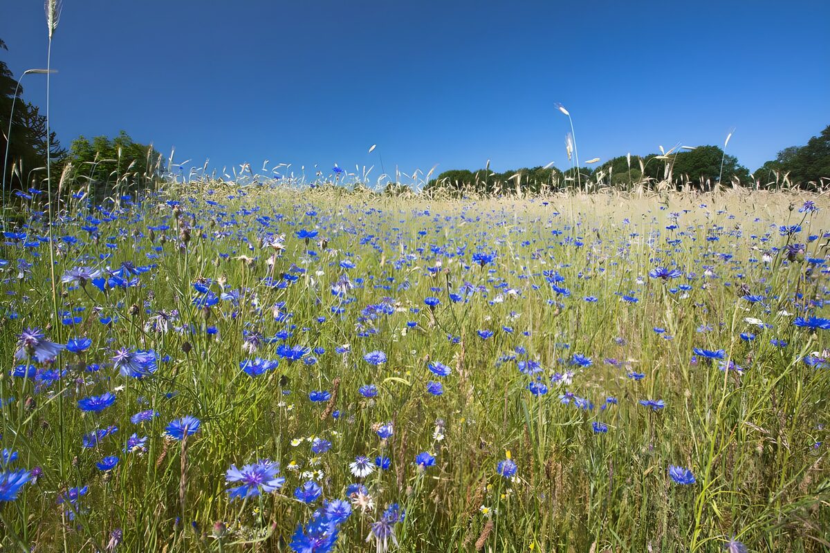 Kornblumenwiese unter blauem Sommerhimmel