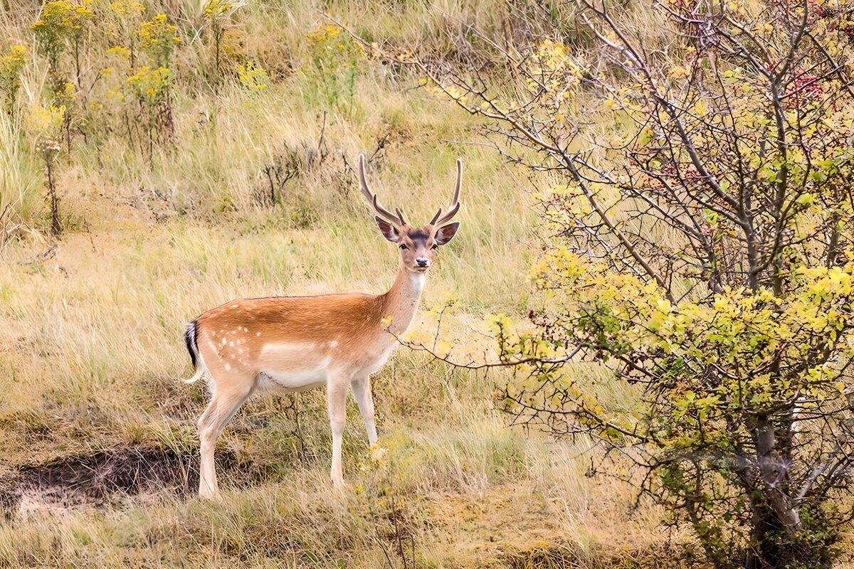Wachsamer Hirsch im hohen, trockenen Gras