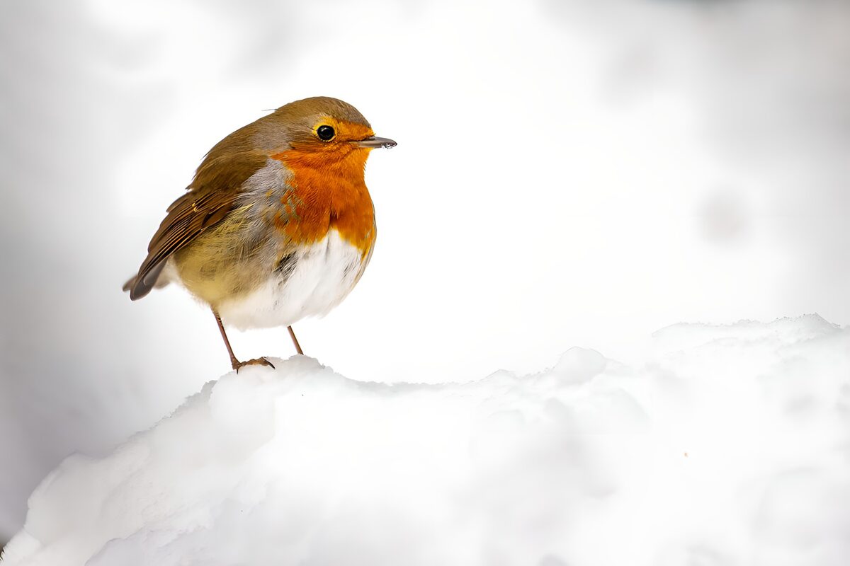 Rotkehlchen im stillen Schnee