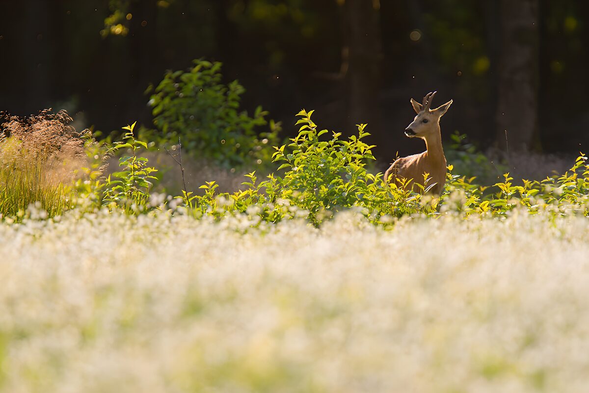 Rehbock im Sonnenlicht am Waldrand